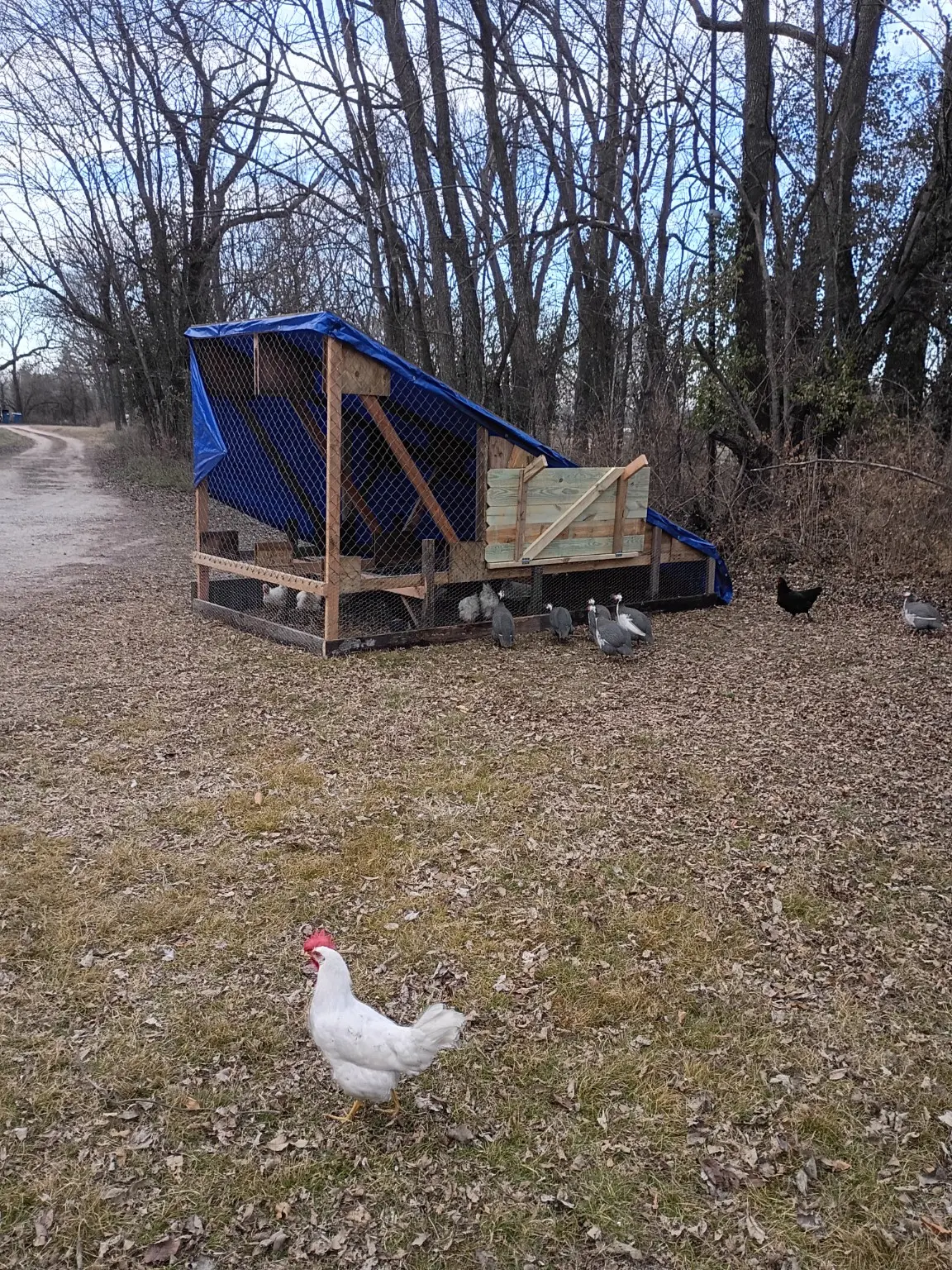 Custom chicken coop photo 11